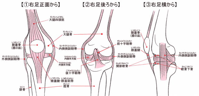 ひざ　解剖学